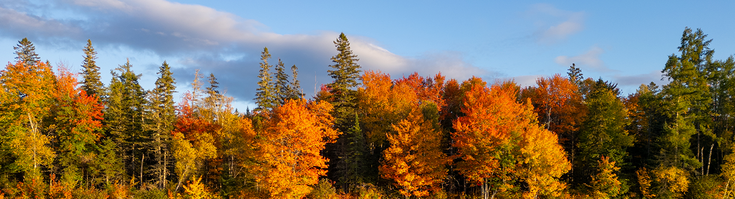 A calm lake reflects a forest filled with colorful autumn trees under a soft evening sky.